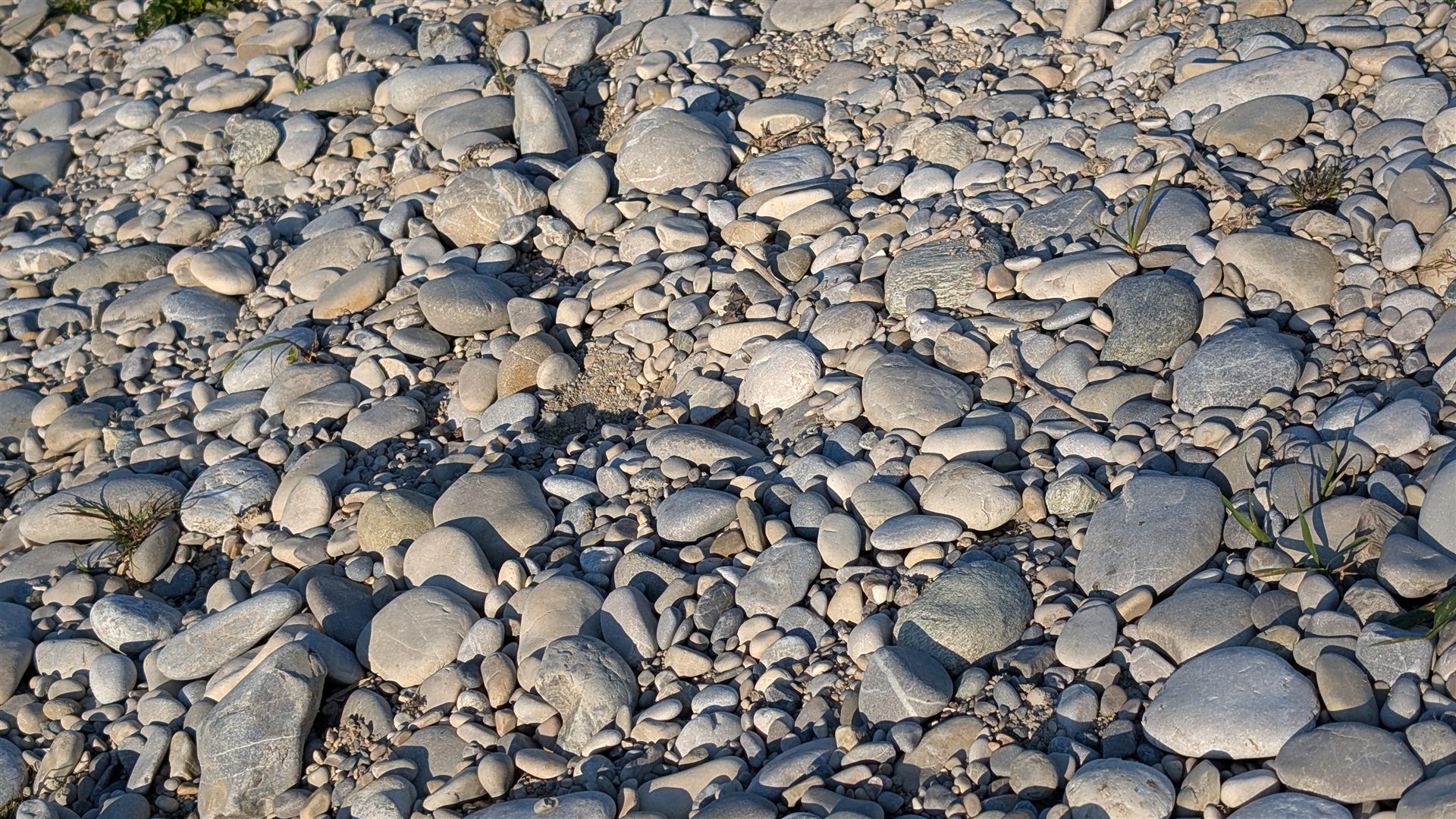 Flusskiesel an der Isar